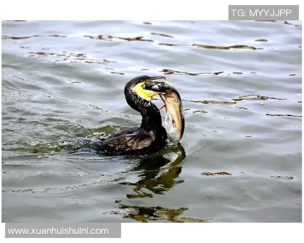 天空与水星的精彩对决视频直播全程回放与精彩瞬间解析